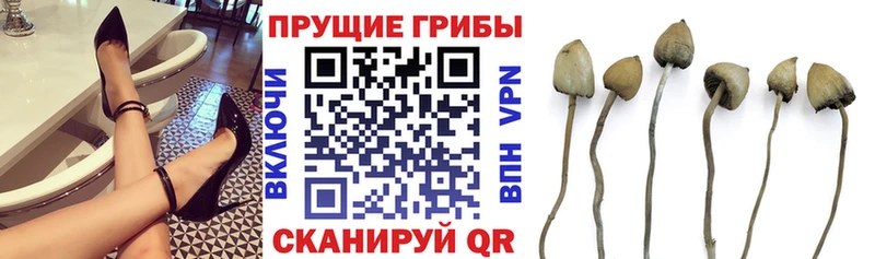 маркетплейс клад  kraken ONION  Оренбург  наркошоп  Галлюциногенные грибы Cubensis 